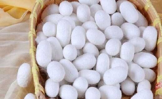 مرگ کرمهای ابریشم در خراسانشمالی زیر تازیانه خشکسالی مرگ کرمهای ابریشم در خراسانشمالی زیر تازیانه خشکسالی