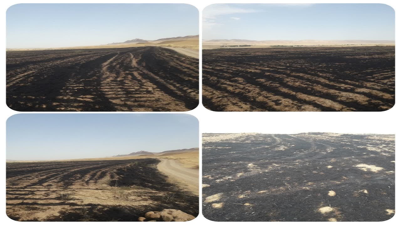 ۷ هکتار از مزارع گندم آبی شهرستان گیلانغرب طعمه حریق شد