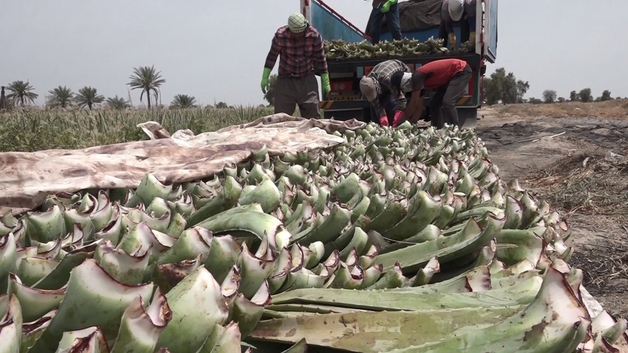آغاز برداشت آلوئه ورا در بخش شمیل بندرعباس