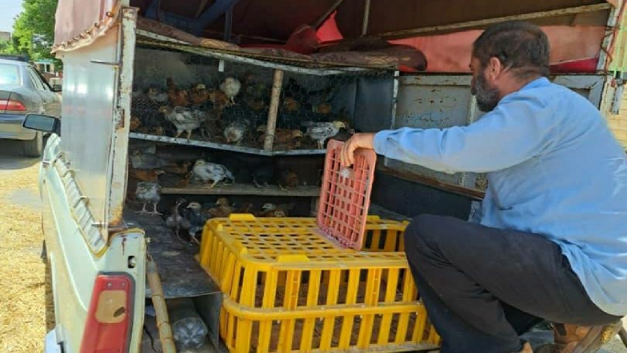 برخورد قاطع با دست فروشان طیور بومی در معابر عمومی