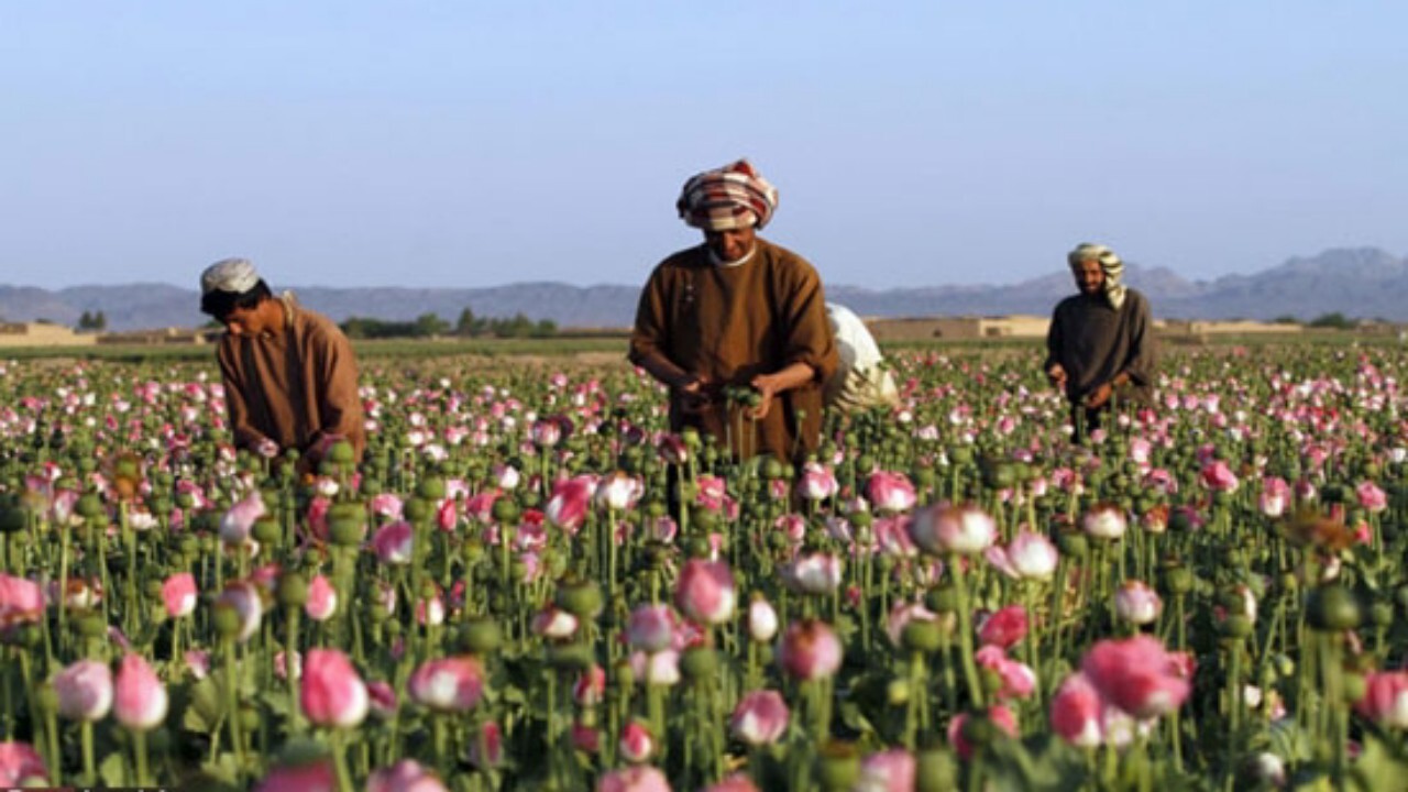 حذف کامل کشت خشاش از افغانستان