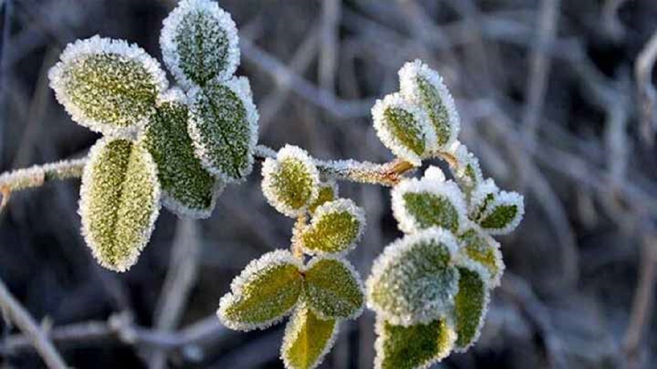 سرمایی که بیش از ۷۰۴ میلیارد خسارت داشت