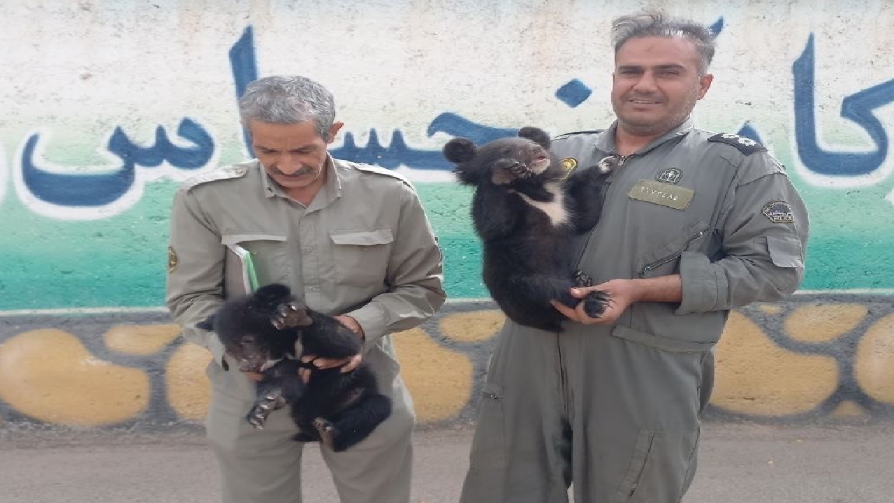 دو توله خرس سیاه بلوچی از یک اتوبوس مسافربری در گناباد کشف شد