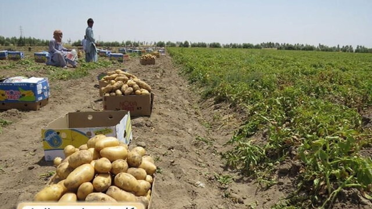 برداشت سیب‌زمینی از ۸۰ هکتار از زمین‌های کشاورزی خاش