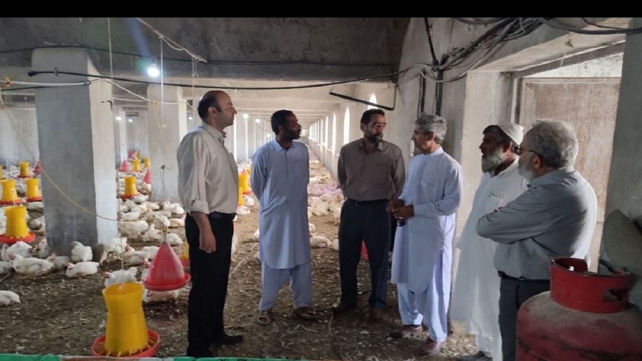 تولید سالیانه بیش از۲۵۰۰ تن گوشت مرغ در شهرستان تفتان