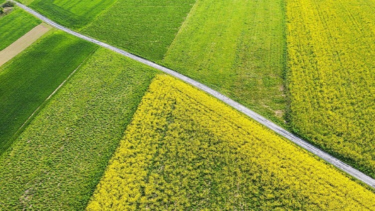 سالانه ۳۰۵ هزار تن محصول زراعی در اسدآباد تولید می‌شود
