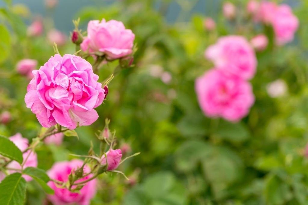 برداشت گل محمدی