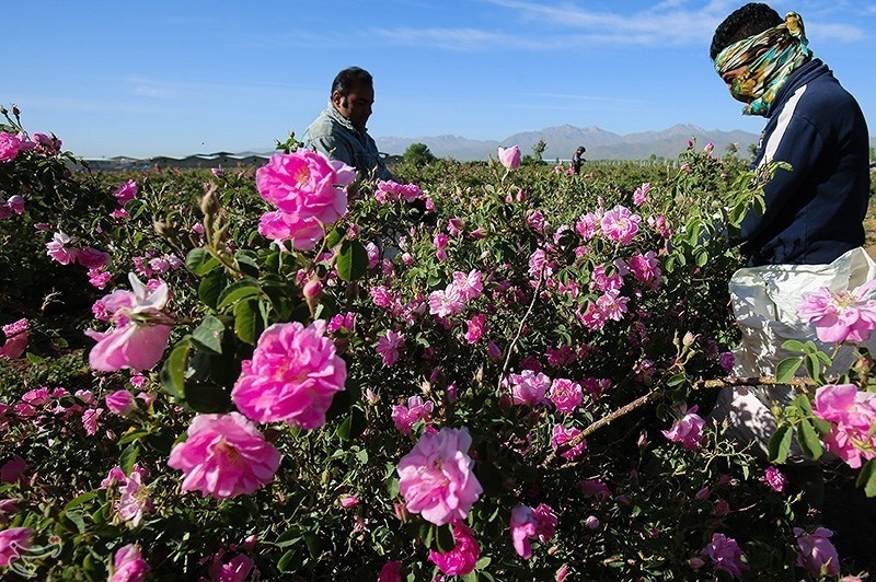 برداشت گل محمدی