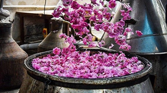 برپایی جشنواره گلاب‌گیری در محوطه کاخ مروارید