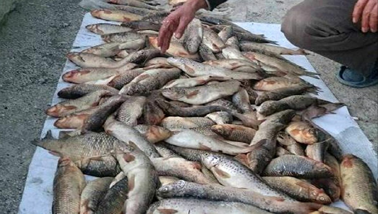 معدوم سازی ۹۰۰ کیلوگرم ماهی خاویاری منجمد در بهبهان