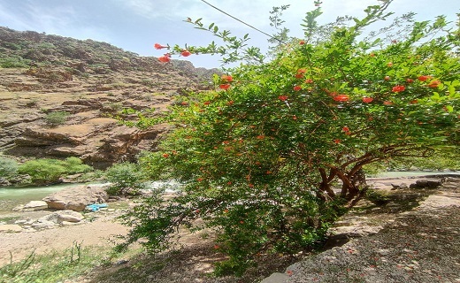 پالنگان جلوه ای ناب و باشکوه از طبیعت کردستان + فیلم و تصاویر