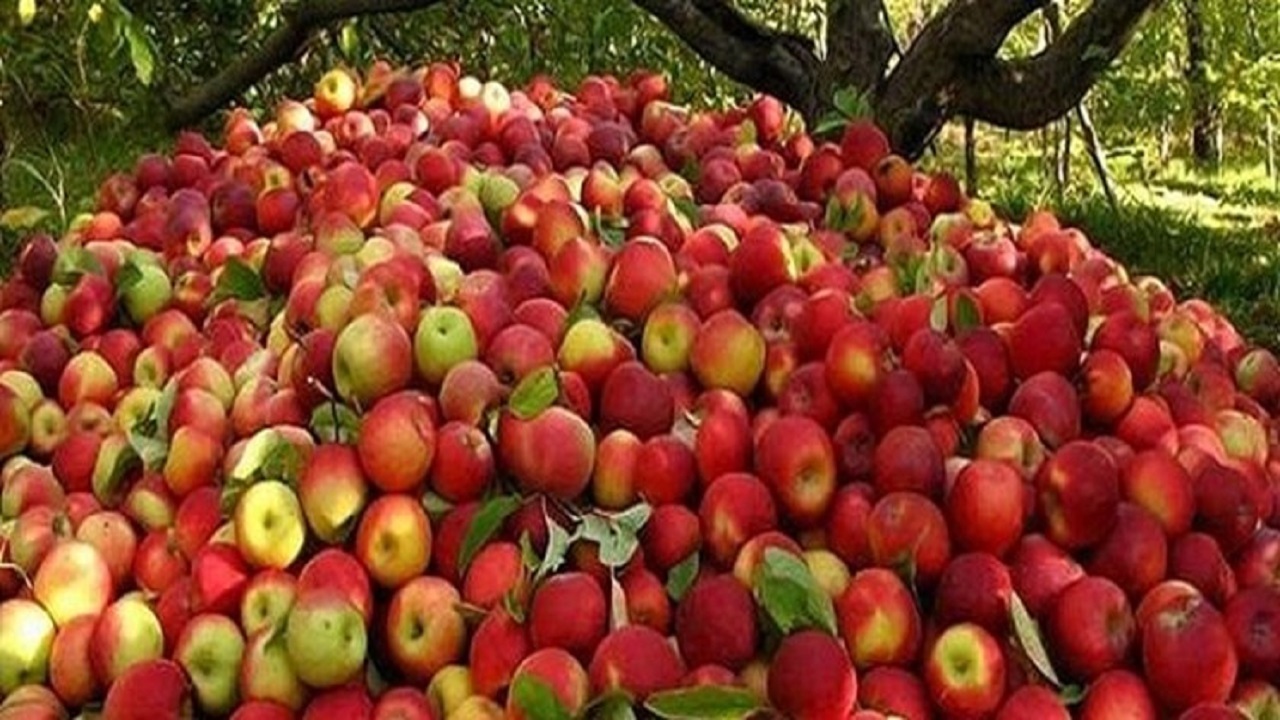 میوه اهدایی خیران برسر سفره نیازمندان خراسان شمالی