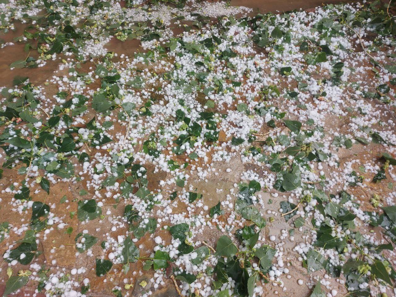 خسارت تگرگ با محصولات باغی