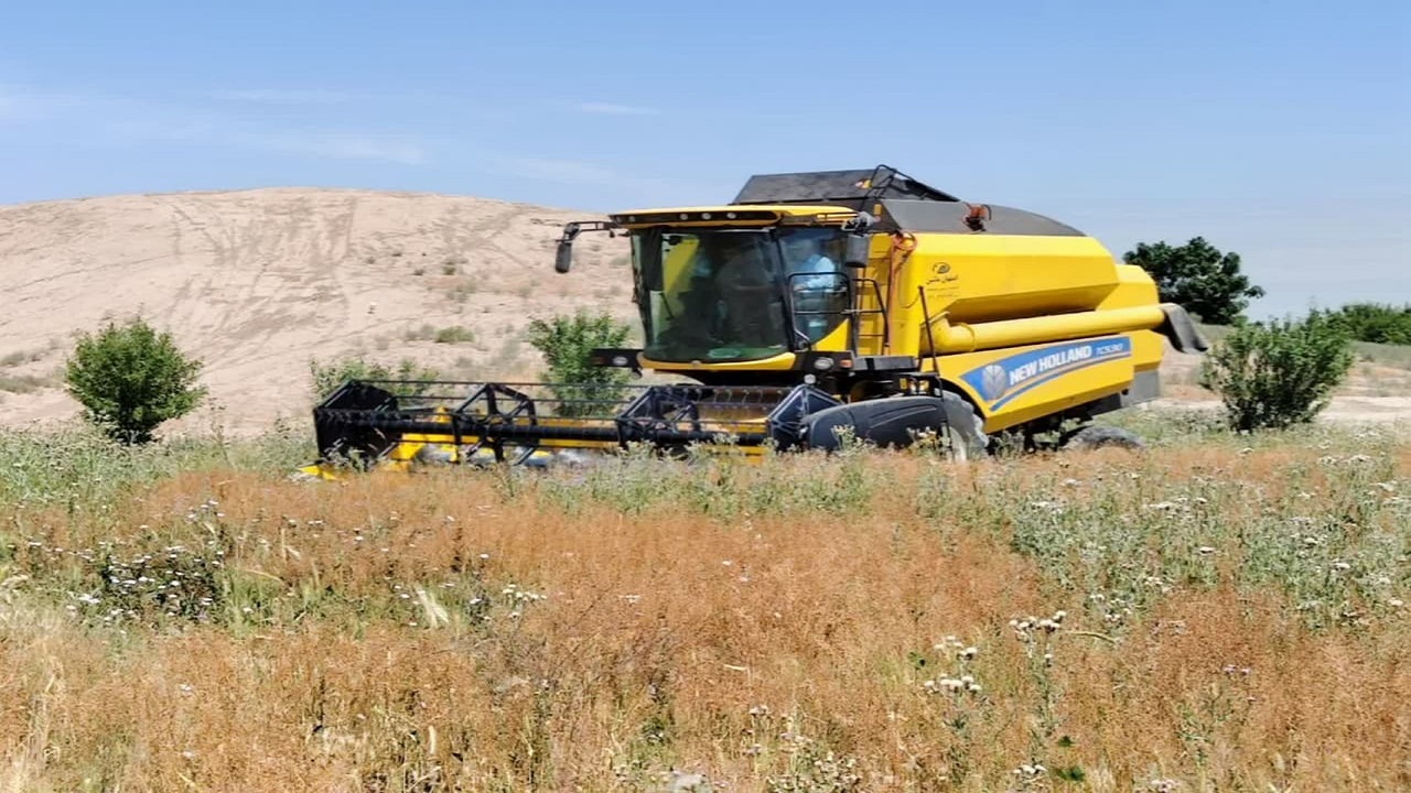 آغاز برداشت کاملینا از مزارع شهرستان آبیک