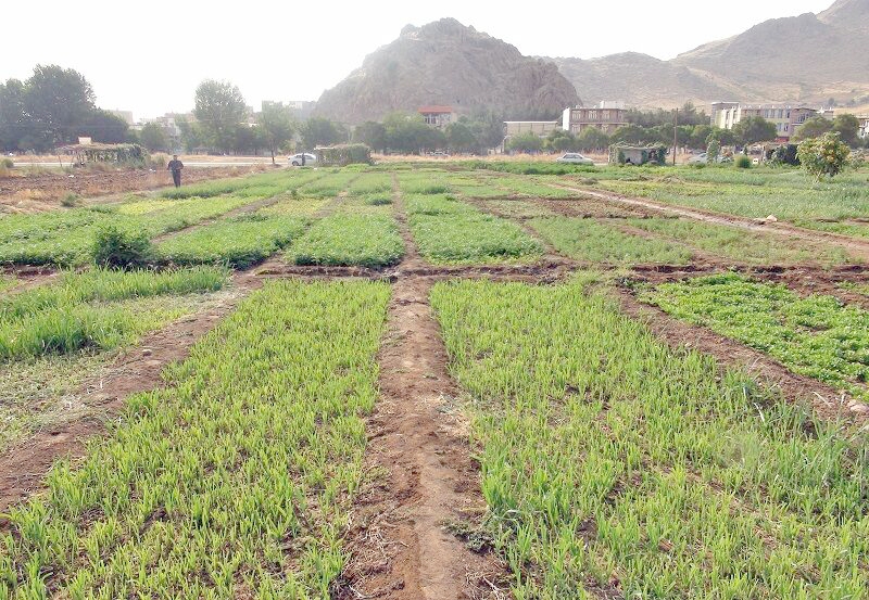 شهرک سبزی کاری و شهرک سیر همدان درگیر تأمین زمین