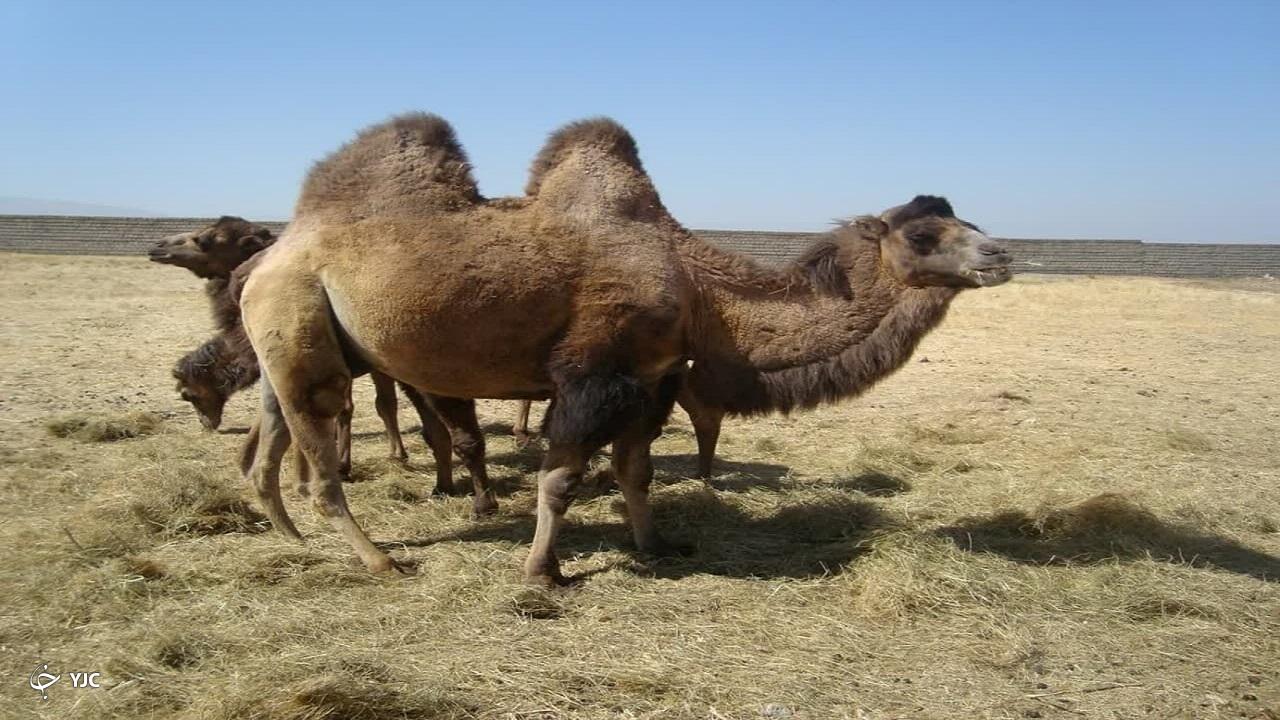 محموله شتر قاچاق در جاده مرز پیرانشهر- سردشت متوقف شد