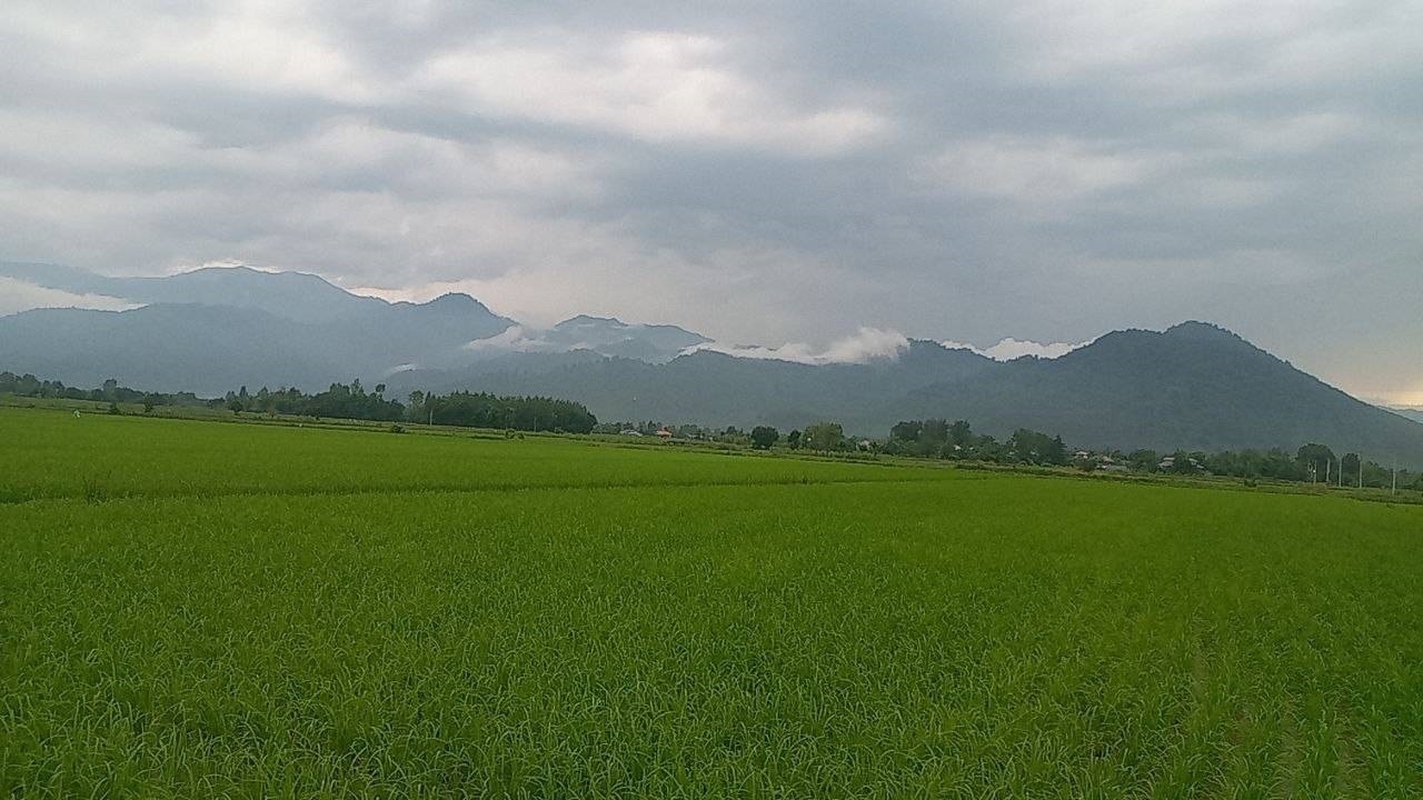 منظره‌ای زیبا از شالیزار‌های روستای پشتیر فومن + فیلم