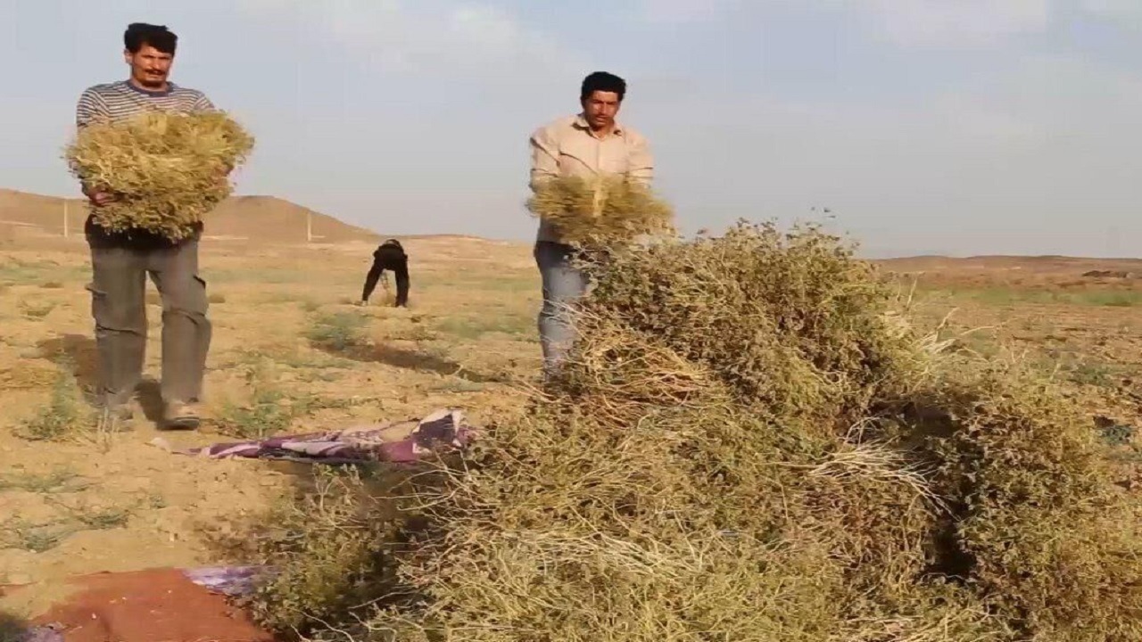 خشکسالی تولید زیره در سبزوار را ۱۵ درصد کاهش داد