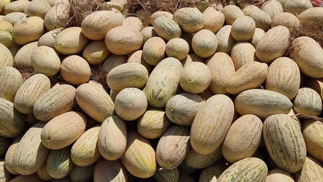 آغاز برداشت محصولات جالیزی در زیرکوه