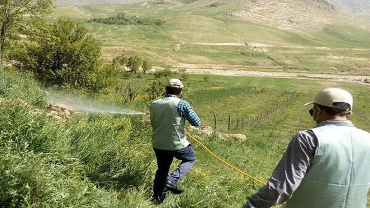 مبارزه با آفت ملخ شاخ بلند در بیش از ۲ هزار هکتار از مراتع کهگیلویه و بویراحمد