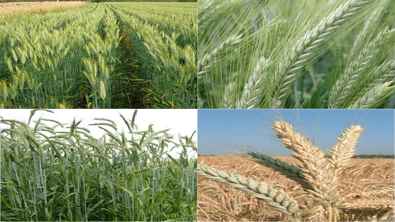 کاشت گیاه تریتیکاله در استان یزد