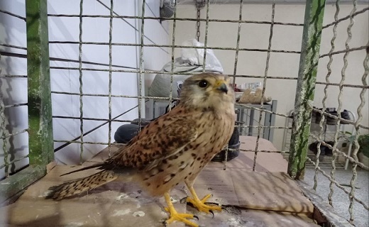 بازگشت پرنده شکاری دلیجه به طبیعت ماسال