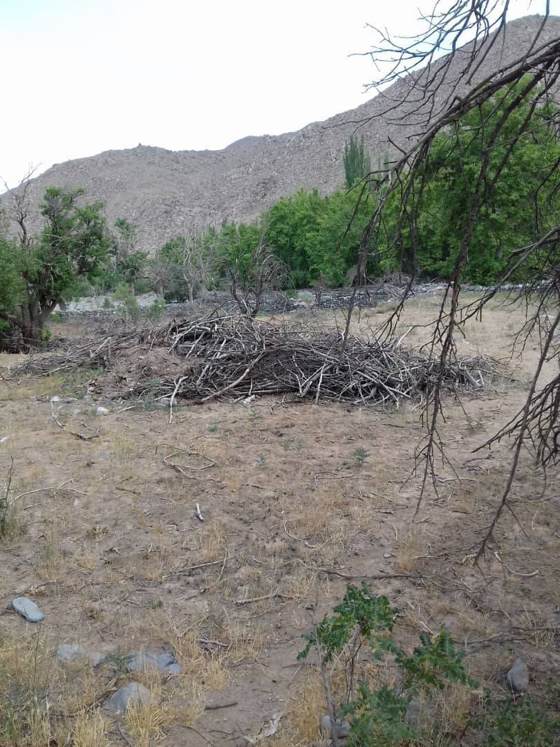 قطع درختان