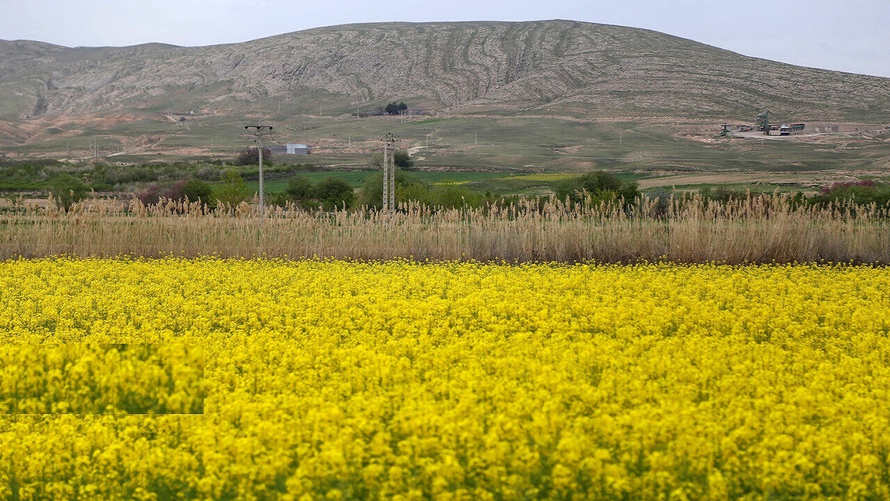 خوداتکایی ۱۰ درصدی استان زنجان در تولید دانه‌های روغنی