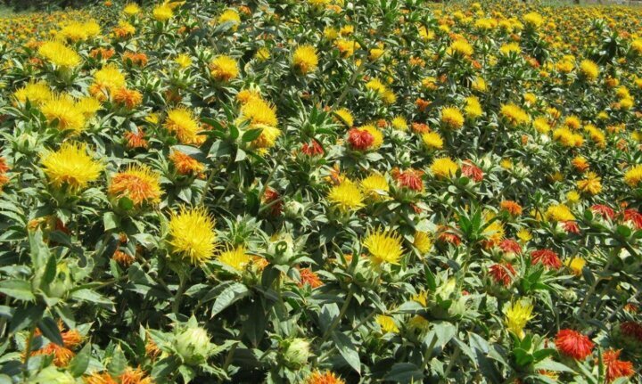 تولید دانه&zwnj;های روغنی در زنجان