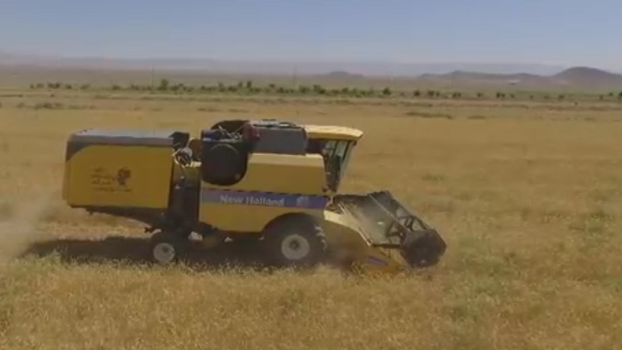 آغاز برداشت خوشه‌های طلایی گندم و جو در خوسف