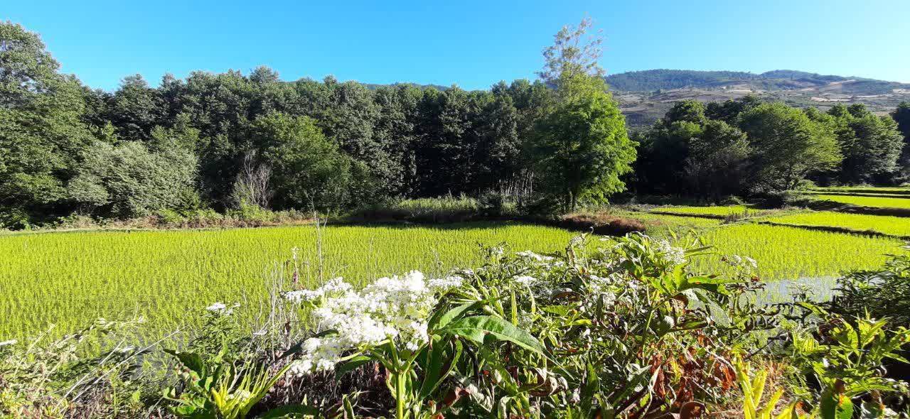 مناظر بهاری روستای زروم