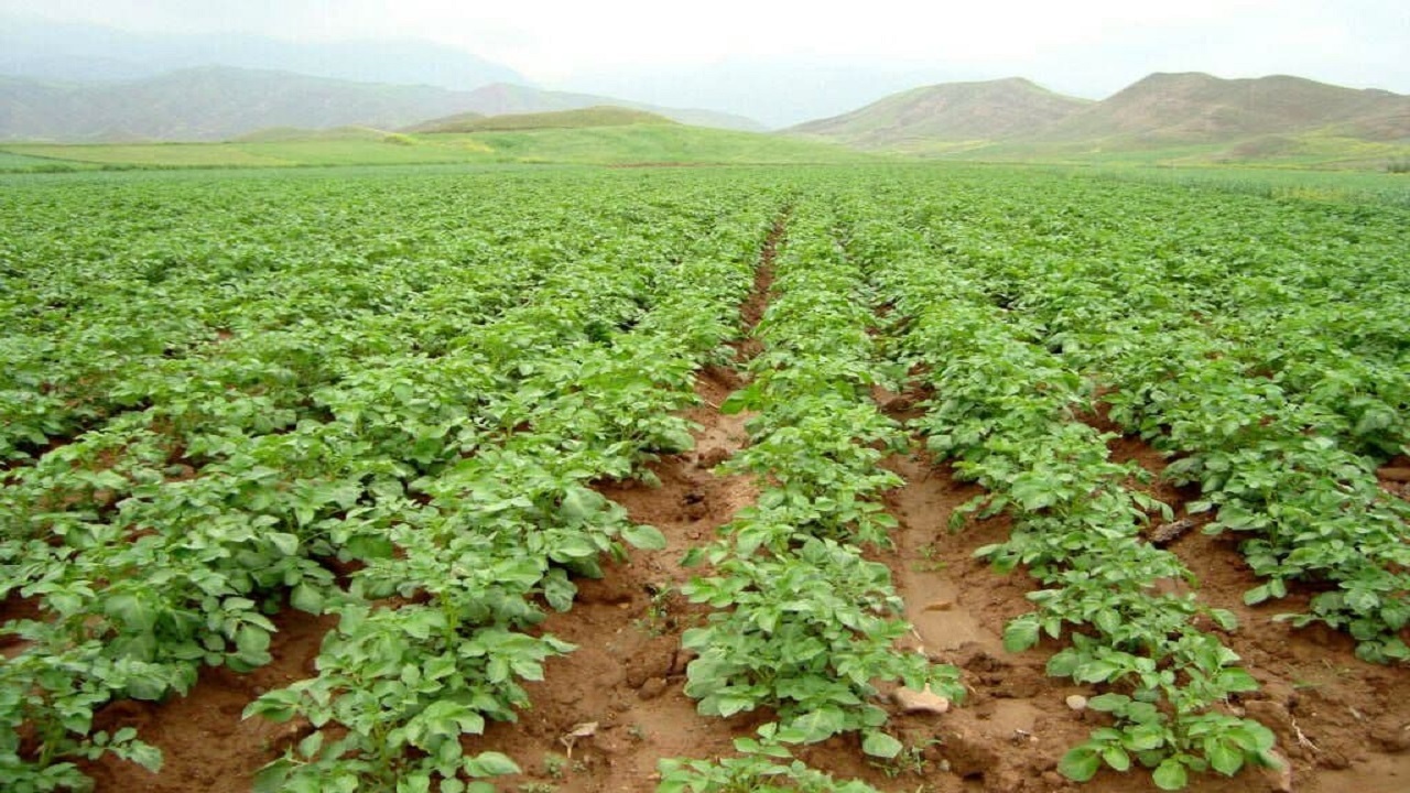 ۳۵۰هکتار از مزارع کشاورزی استان به زیر کشت سیب زمینی می‌رود