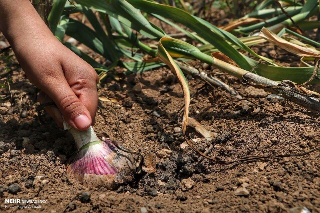 بیش از ۱۰۰۰ هکتار از زمین‌های کشاورزی بهار زیرکشت «سیر» رفت