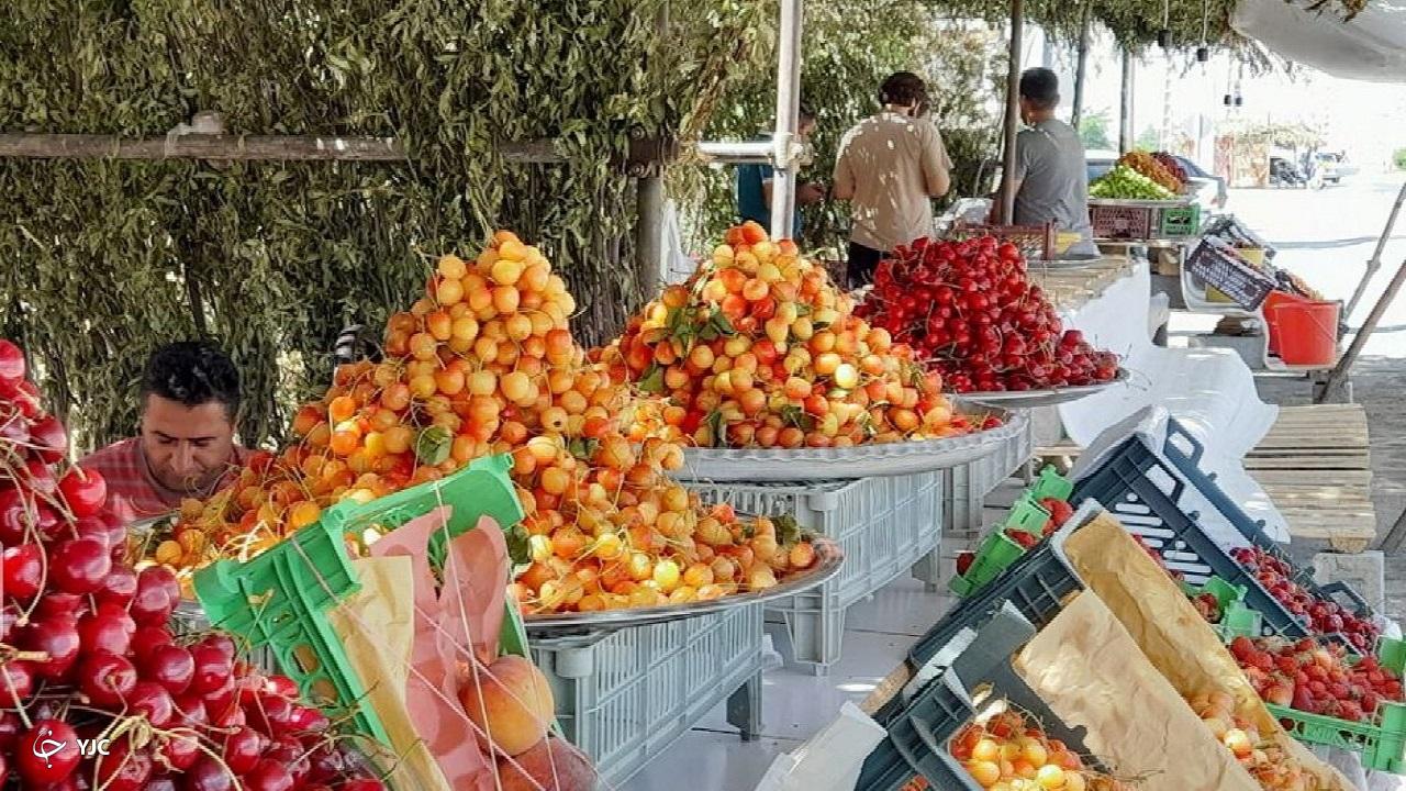 تولید گیلاس در باغات اشنویه ۵۰ درصد کاهش یافت