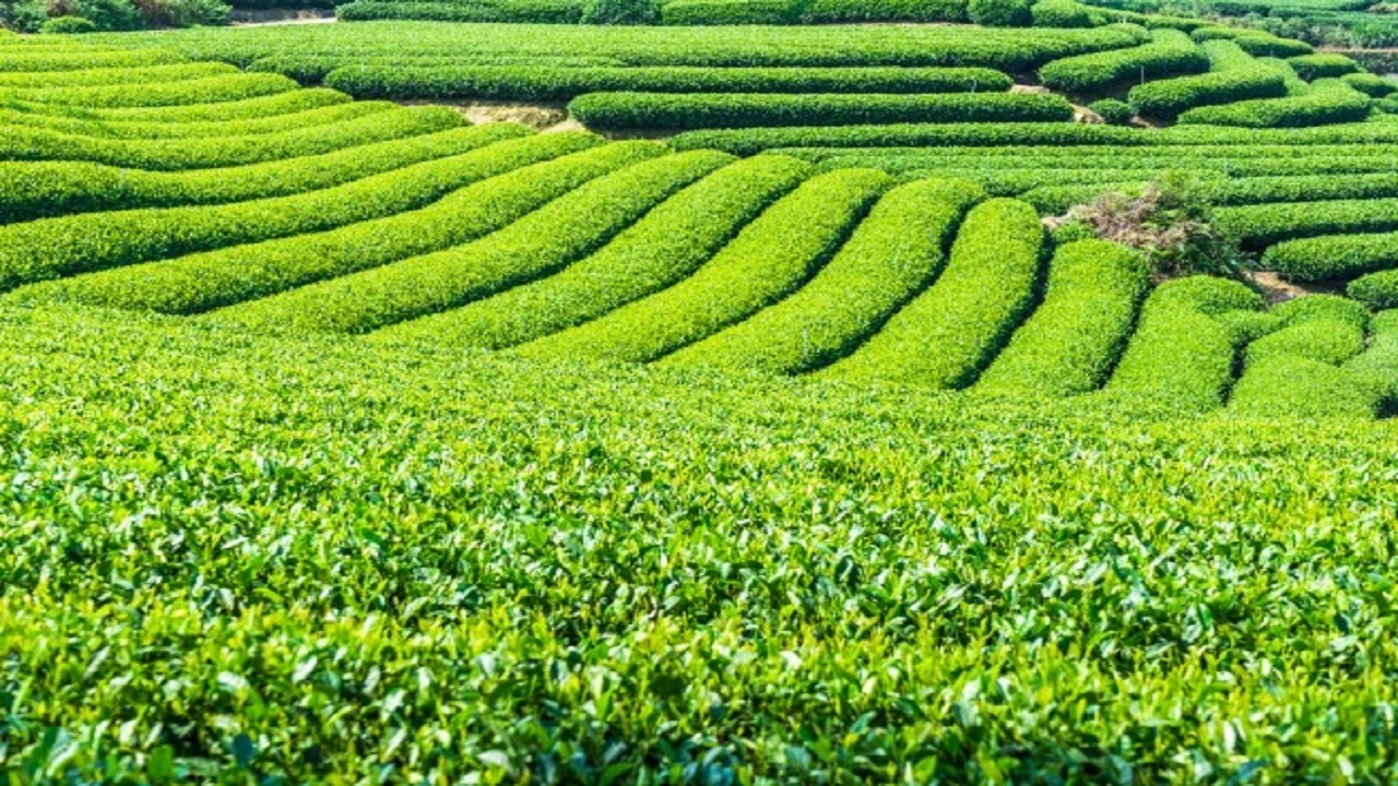 قیمت خرید تضمینی چای ۵۲ درصد افزایش یافت
