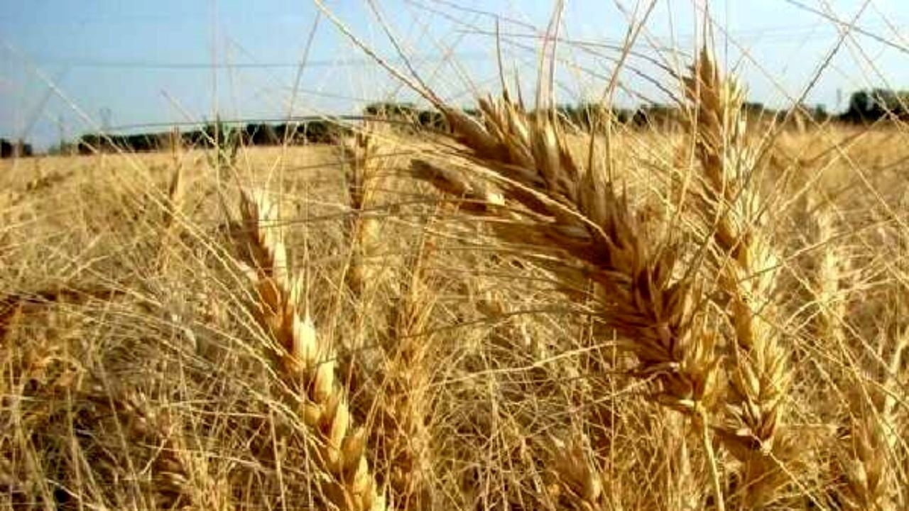 کاهش تولید گندم در انبار غلات شمالغرب