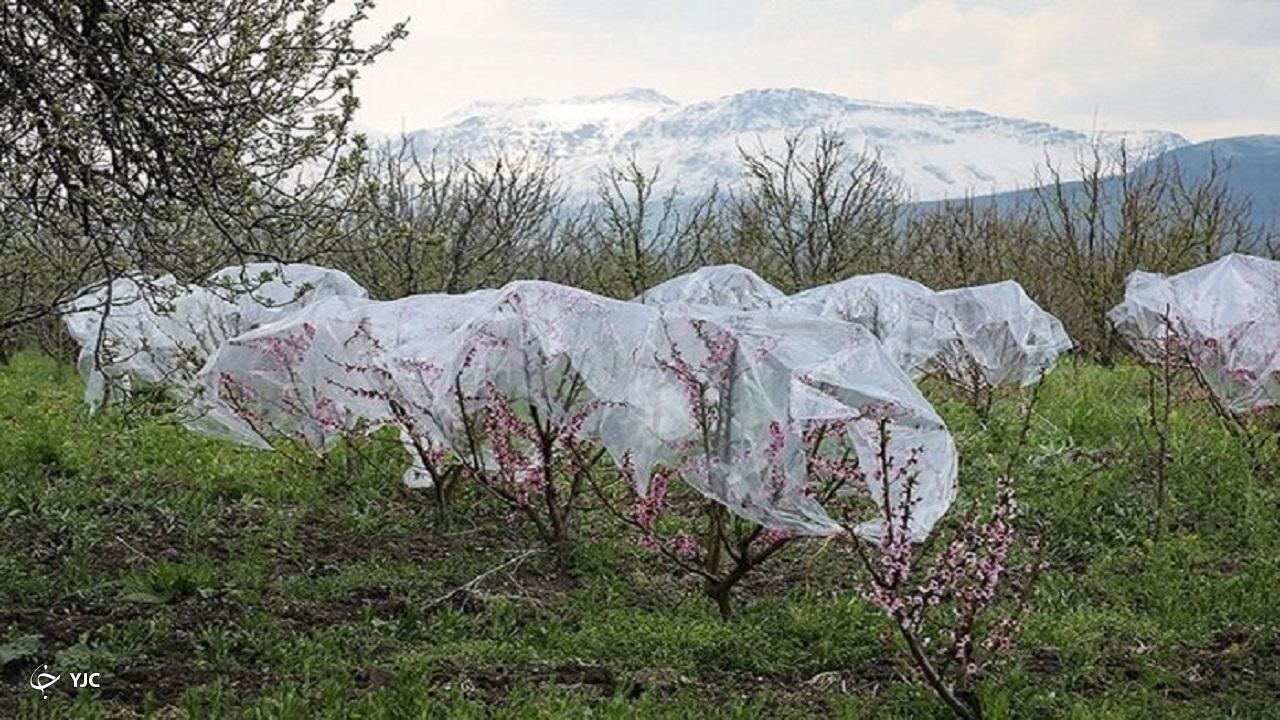 سرمای بهاره ۴۹۰ میلیارد تومان به کشاورزی مهاباد خسارت زد