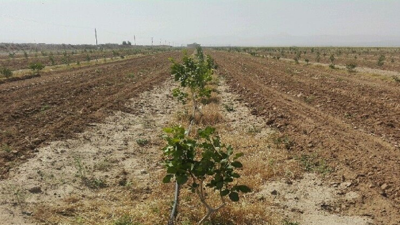 خسارت خشکسالی به ۹۹ هکتار از اراضی زراعی و باغی خراسان جنوبی