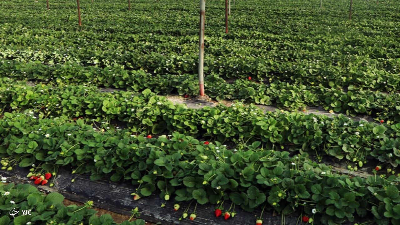 ۲۴۲ گلخانه در آذربایجان‌غربی مشغول تولید و فعالیت هستند