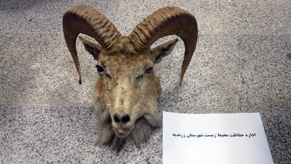کشف حیوانات قاچاق و تاکسیدرمی شده در شیراز