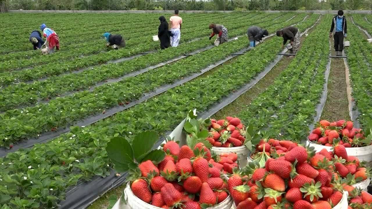 تولیدات کشاورزی کردستان به ۴.۳ میلیون تن در سال افزایش می‌یابد