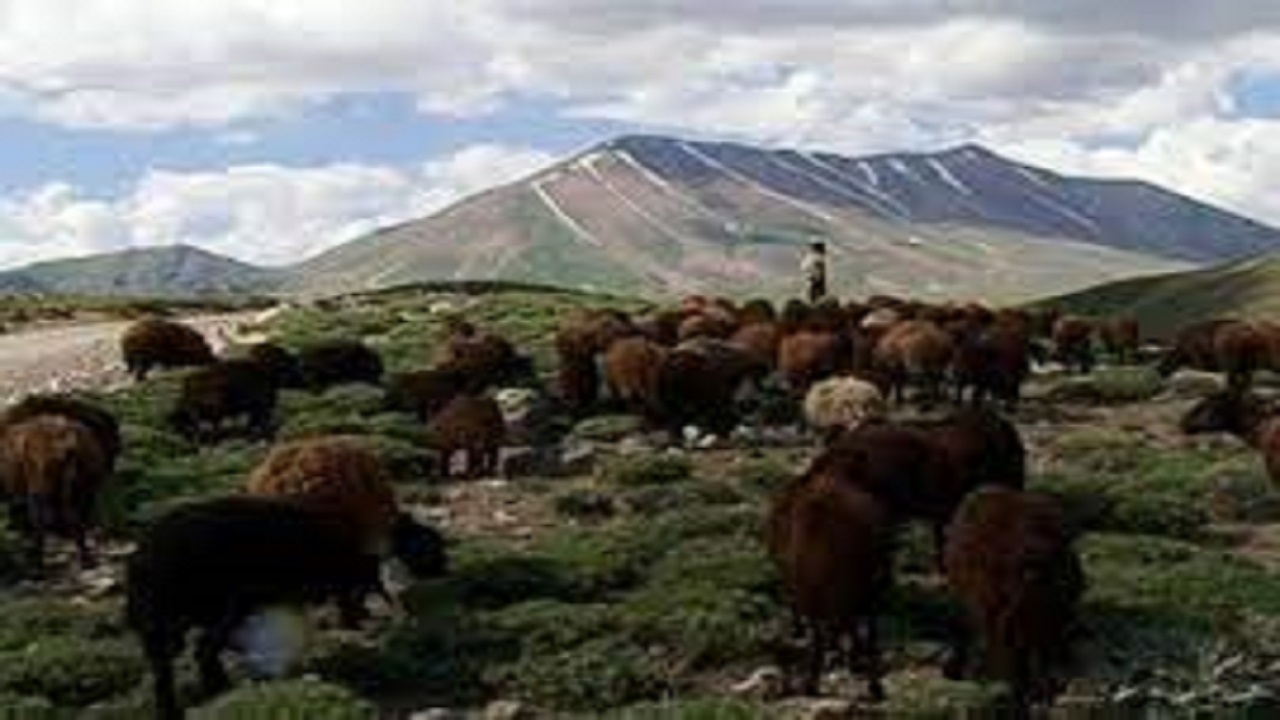 تاکید مدیر کل حفاظت محیط زیست استان بر جلوگیری از تعلیف بی رویه دام در منطقه حفاظت شده سهند