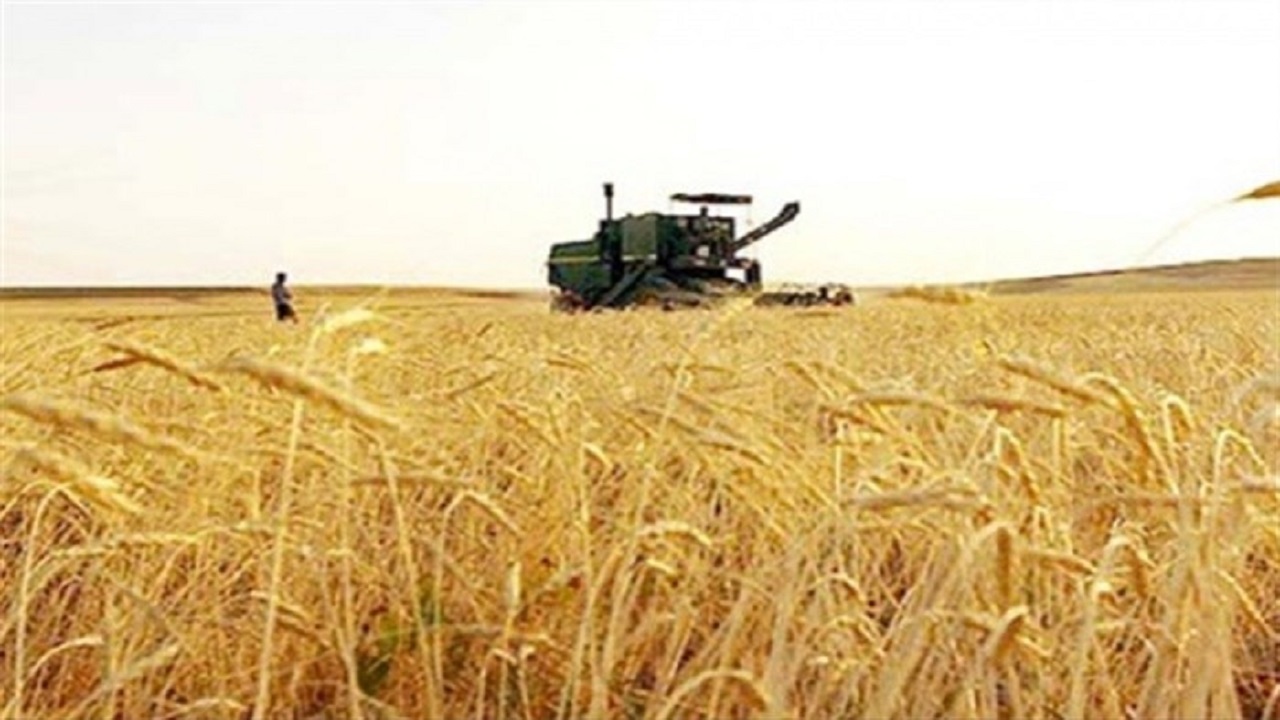 خرید ۳۵ هزار تن گندم در استان اردبیل