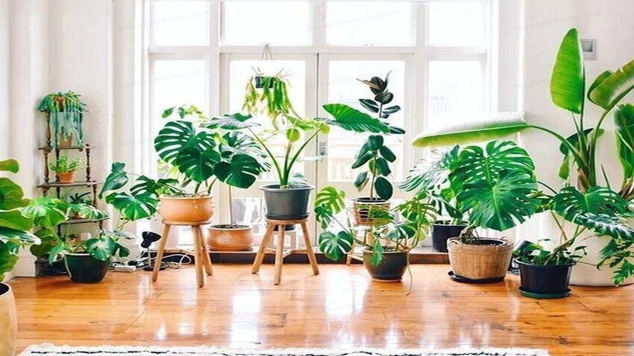 کجای خانه گل بگذاریم؟