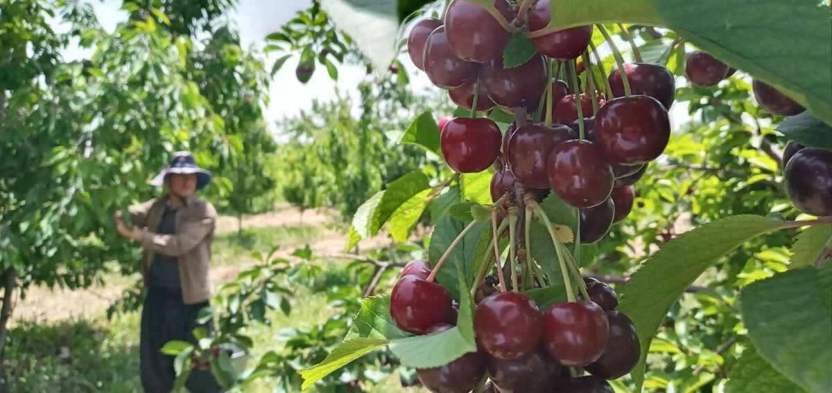 برگزاری سومین جشنواره گیلاس در ساوجبلاغ