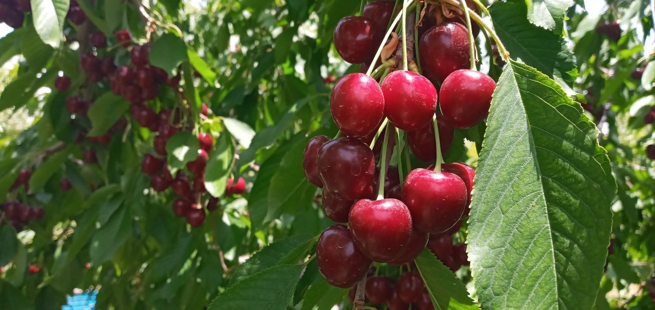 برگزاری سومین جشنواره گیلاس در ساوجبلاغ