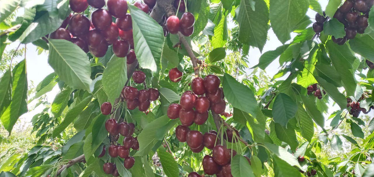 برگزاری سومین جشنواره گیلاس در ساوجبلاغ