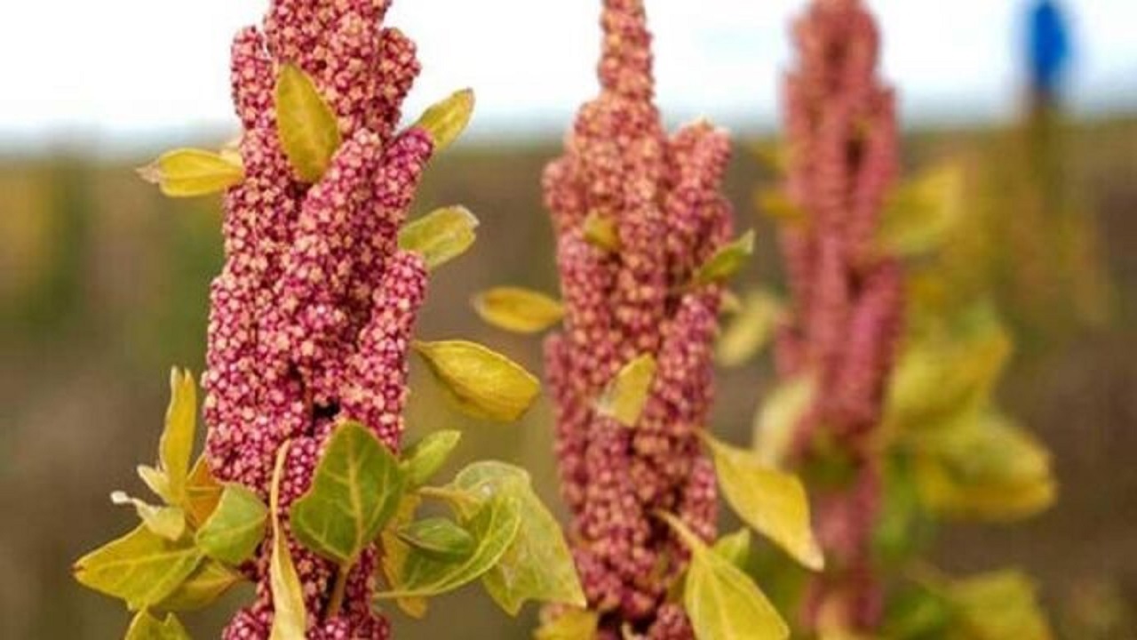 معرفی ۲ محصول سازگار برای کشت در اراضی زراعی شور و کم آب شمال گلستان