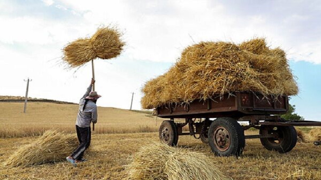 آغاز خرید گندم در خراسان شمالی