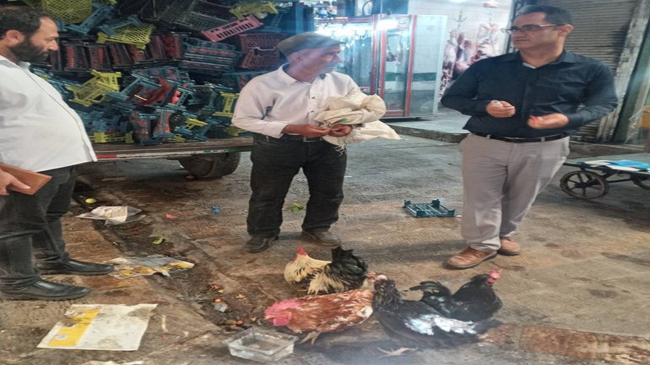 فروشندگان غیر مجاز پرندگان در قزوین جمع آوری می‌شوند